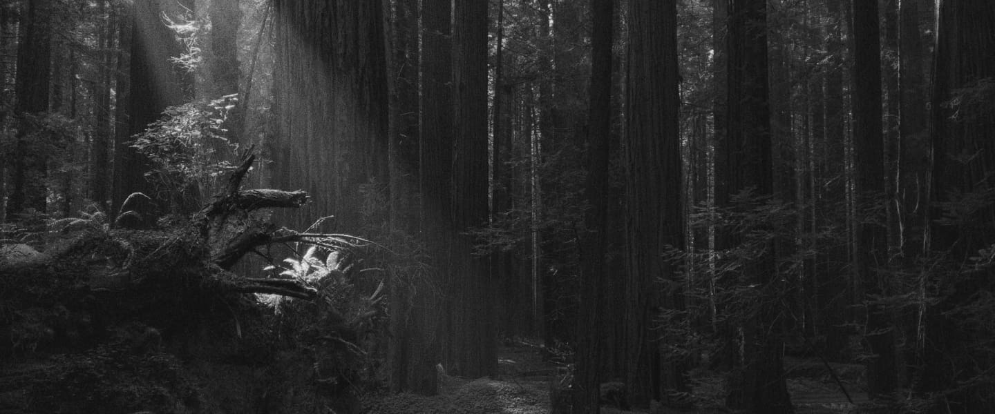 jacaranda-highlights-small