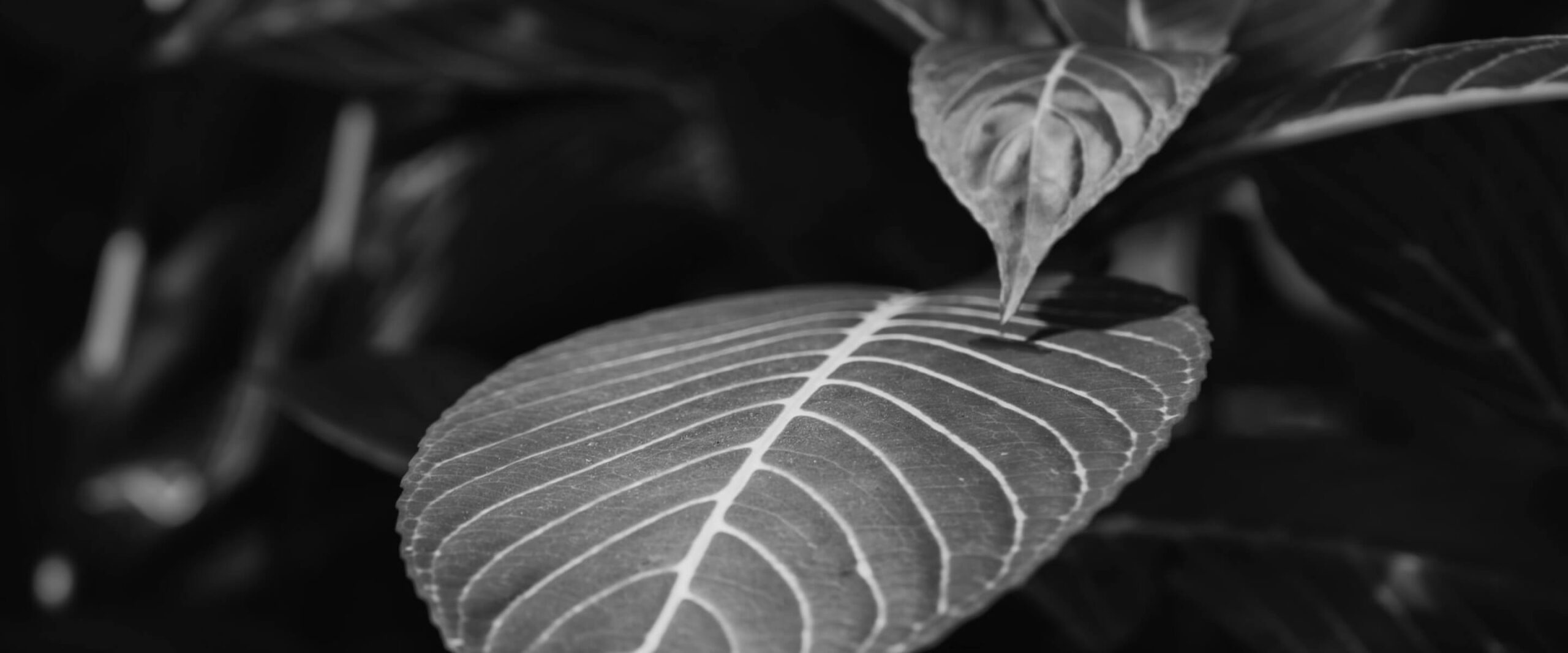 projetos-jacaranda